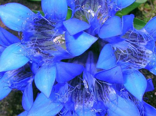 Защо да мечтаете за сини цветя?