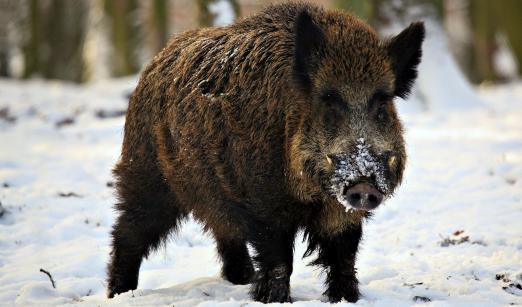 Характеристики на избора на оръжие за лов на дива свиня