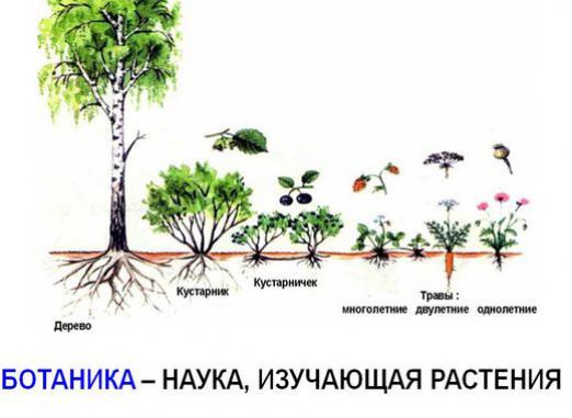 Какво е ботаника?