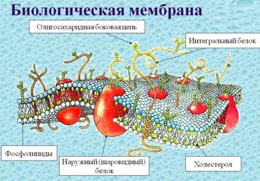 Какво представлява мембраната?