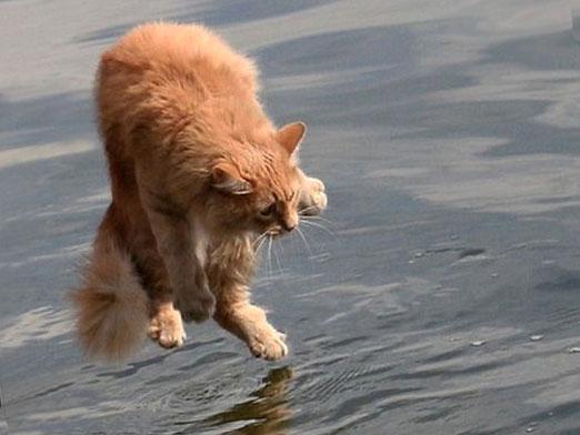 Защо котките се страхуват от водата?